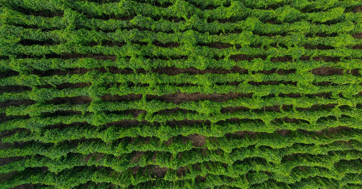 Les bienfaits de consommer bio pour l'environnement