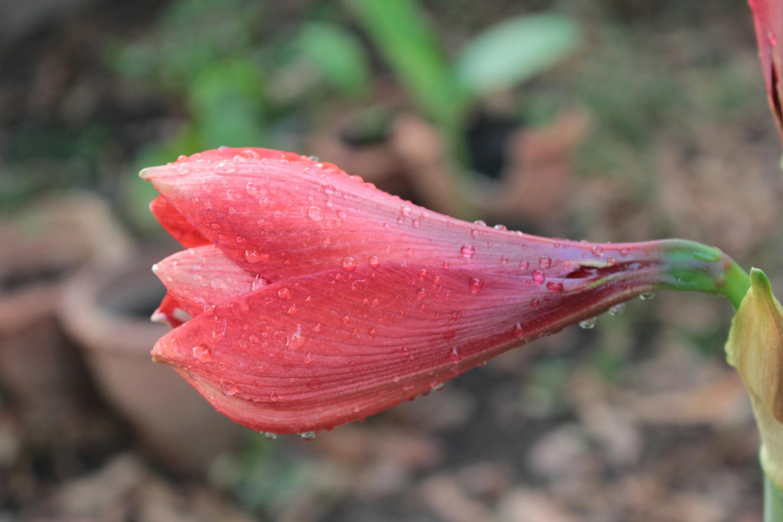 Foto Stok Gratis Tentang Alam Amarilis Bagus