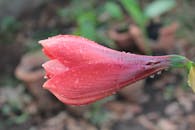 红色苦子花的花蕾与露珠在宏观镜头下，唤起新鲜感与自然之美