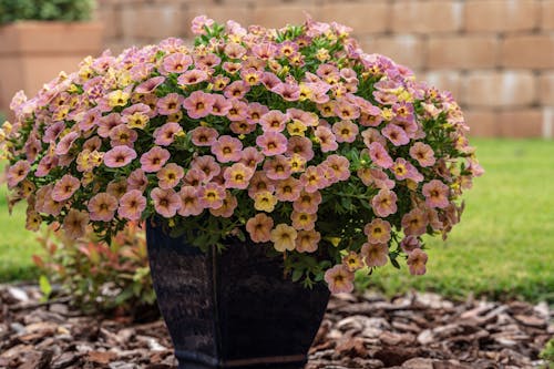 Pink and Yellow Flowers in Ceramic Pot