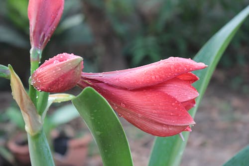 Gratis Bunga Kelopak Merah Muda Foto Stok