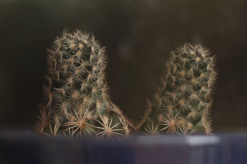 Foto d'estoc gratuïta de cactus, columnes vertebrals, planta de pote