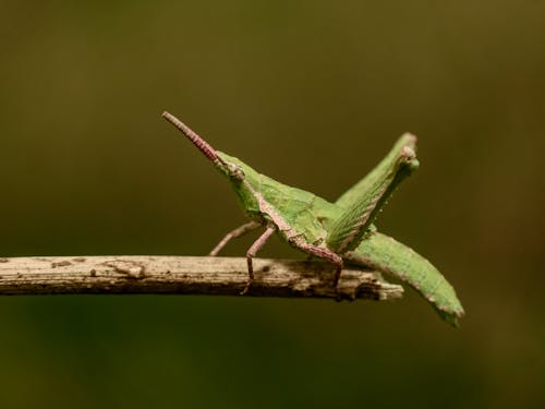Free stock photo of bugs, color, green