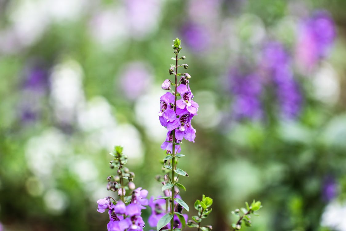 Free Purple and Green Flower Plant Stock Photo