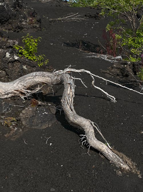 Dry tree growing on sandy terrain in sunlight