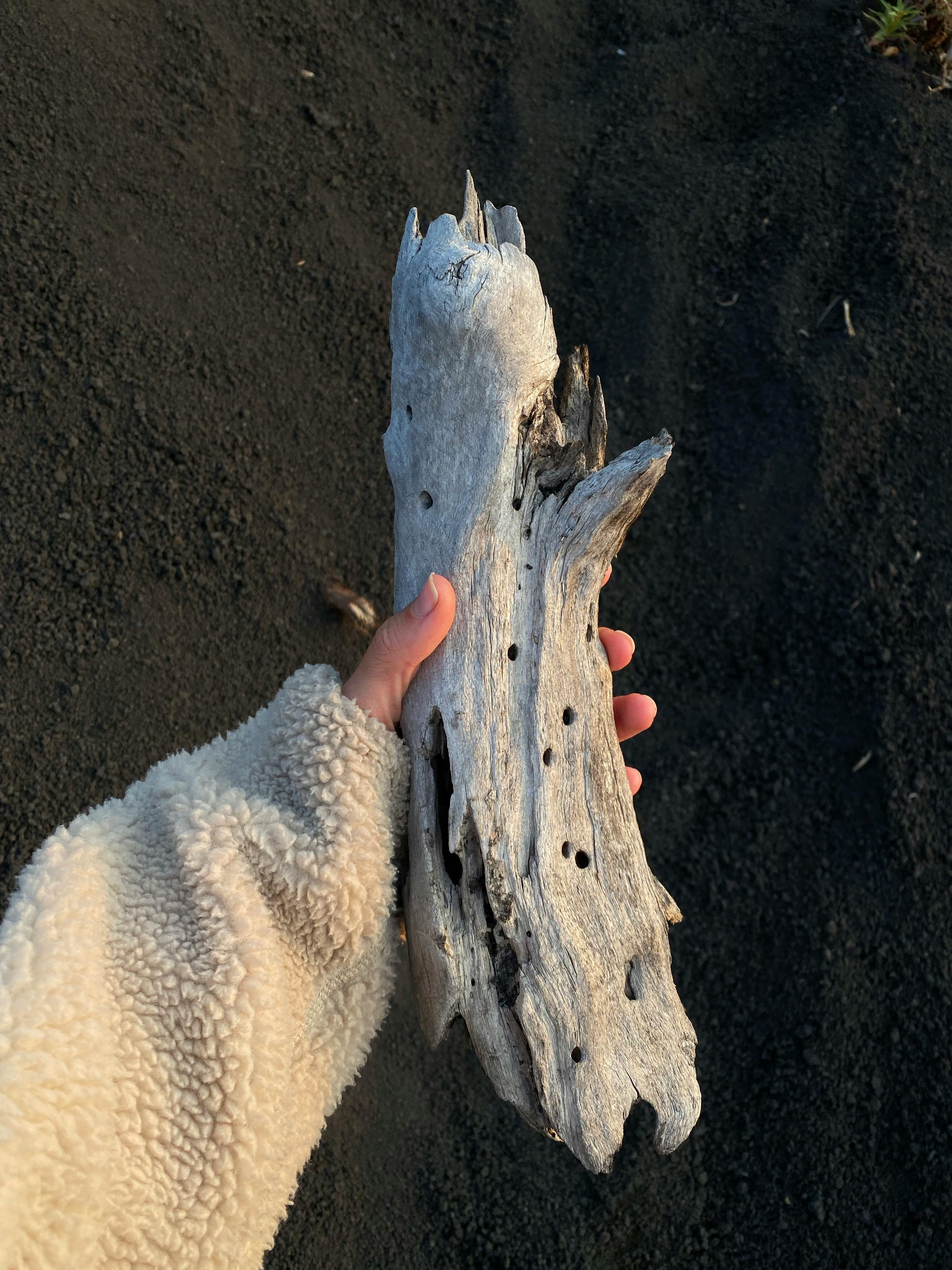 crop anonymous woman showing piece of broken tree on beach