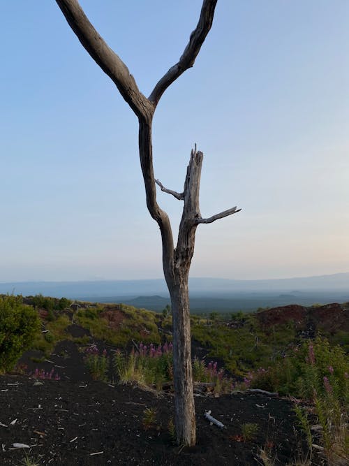 Picturesque scenery of lonely dry tree growing on green grassy slope of mountains against cloudless sunset sky