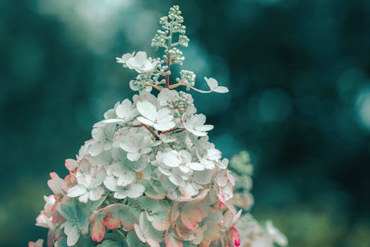 A detailed macro shot of blooming white hydrangea flowers against a lush blurred background.