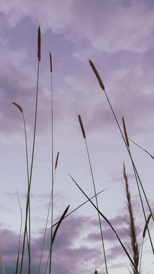 Free stock photo of pin, pink, summer