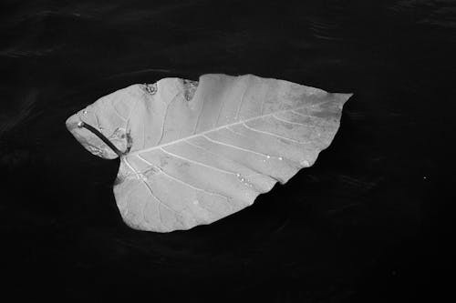 Grayscale Photo of a Leaf 