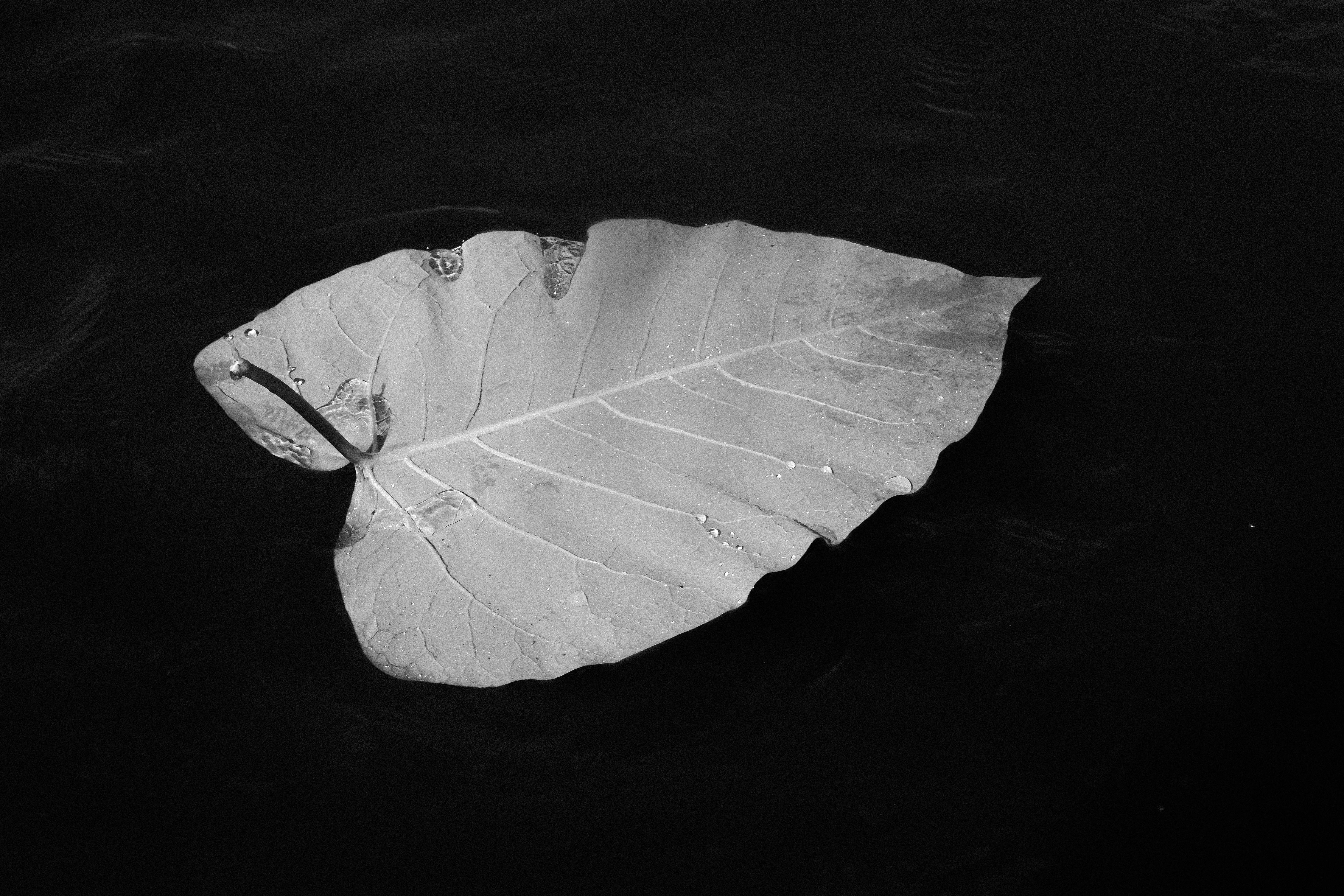 leaf still life photography  black png download - 1200*806