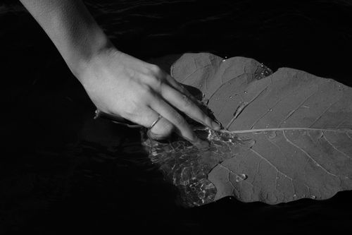 Free A serene black and white photo showcasing a hand gently touching a large leaf in water, expressing calmness and nature. Stock Photo