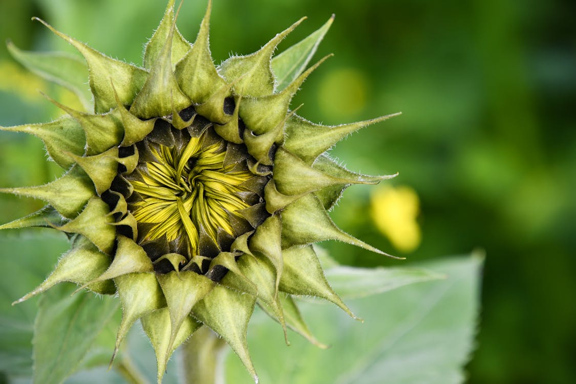 Selective Focus Photo of a Green Sunflower Bud · Free Stock Photo