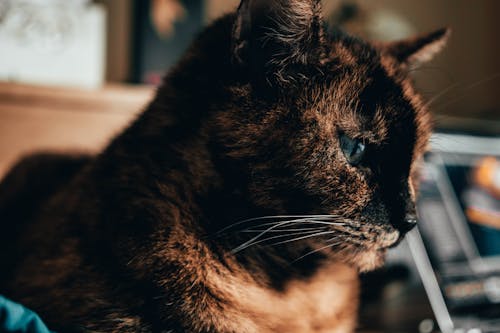 무료 갈색 고양이의 얕은 초점 스톡 사진