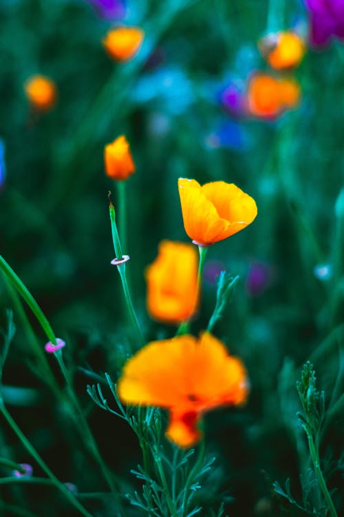 Безкоштовне стокове фото на тему «квіти, квітучий, літо»