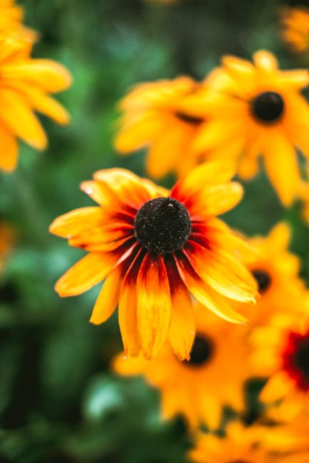 Close-up of vibrant black-eyed susans in full bloom with shallow depth of field.