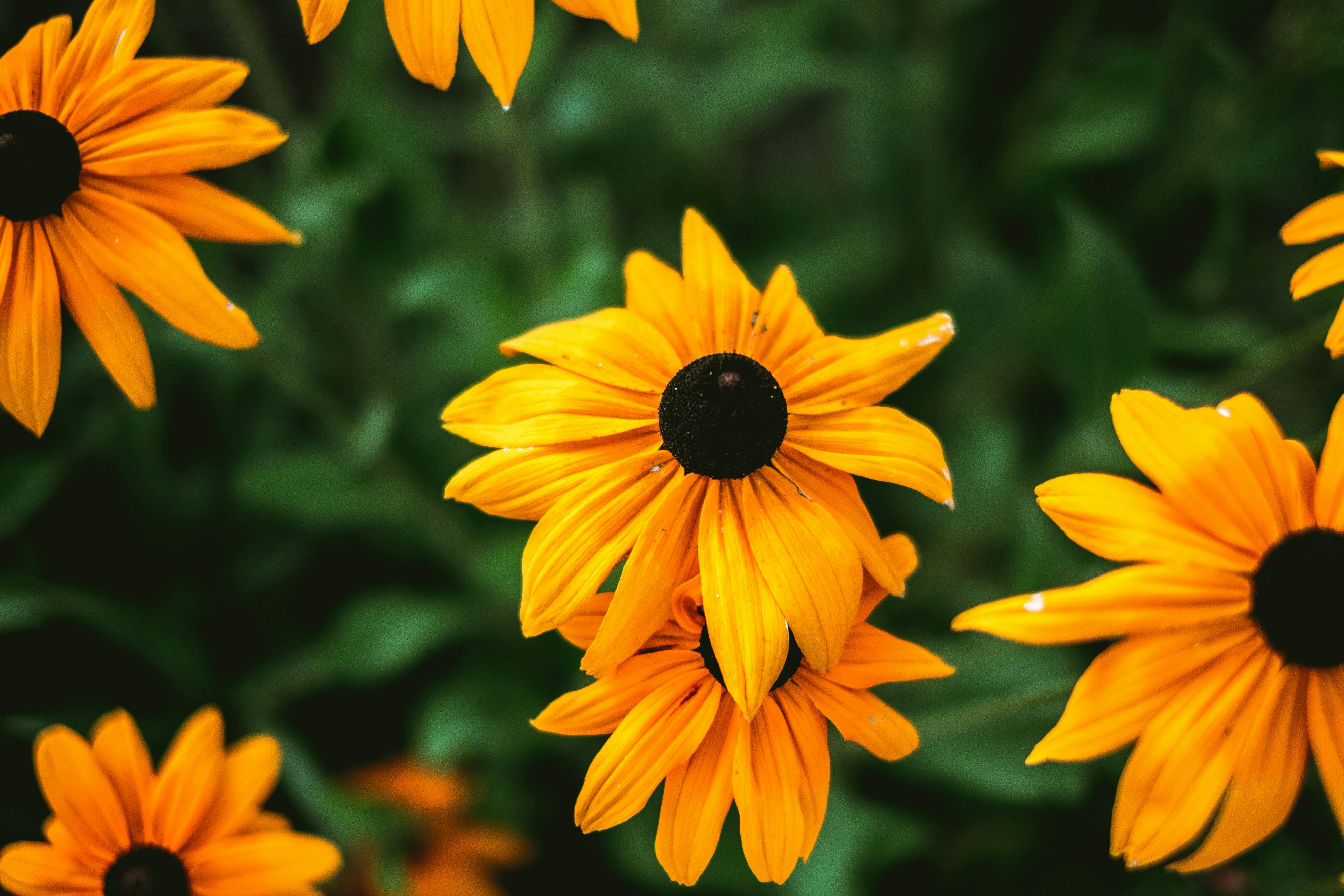 Close-up of vibrant Black-eyed Susan flowers in bloom, showcasing nature's beauty and delicate petals.