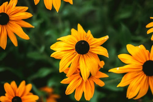 Free Close-Up Photo of Flowers with Yellow Petals Stock Photo