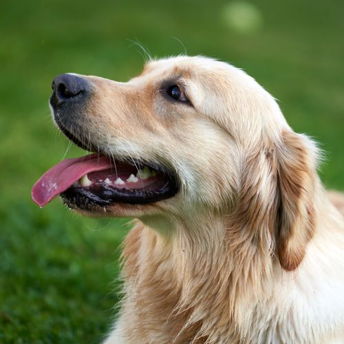 Free Delightful close-up of a happy golden retriever outdoors. Stock Photo