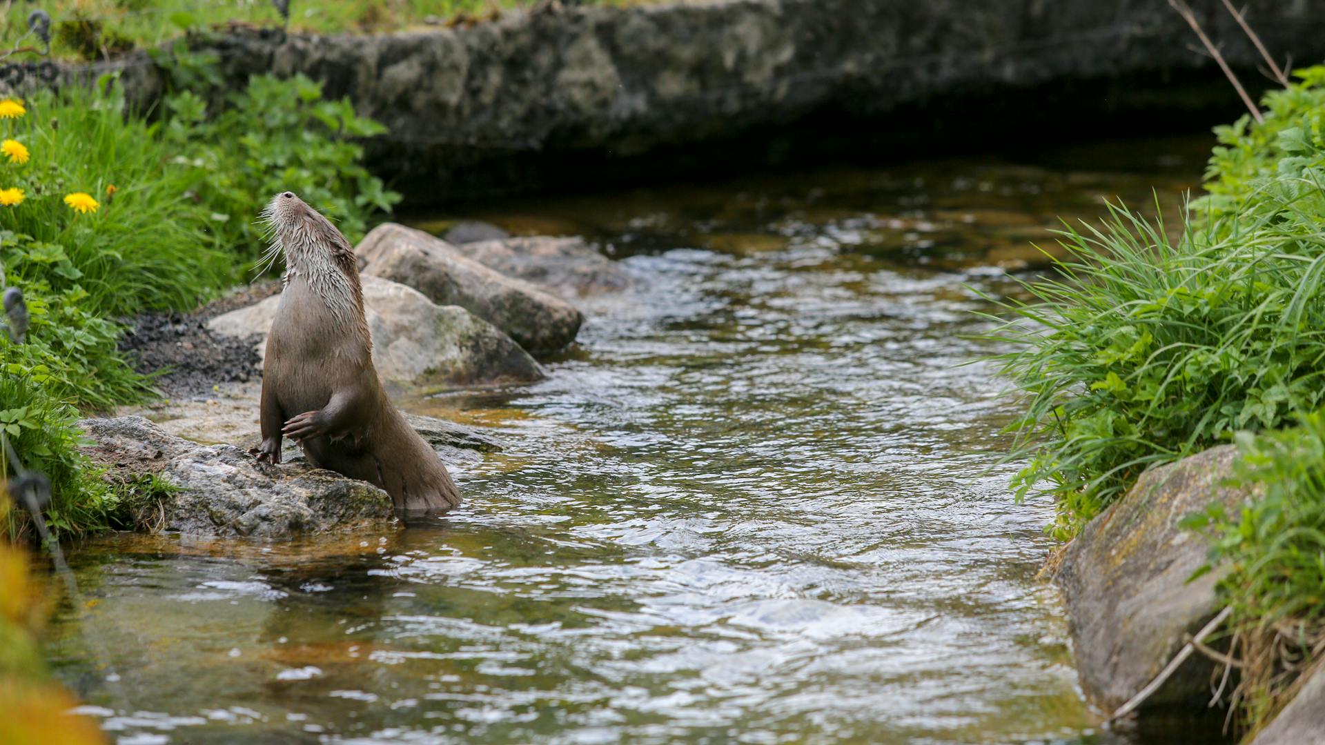 An otter stands by the banks of a clear stream in Silkeborg, Denmark, surrounded by lush vegetation.