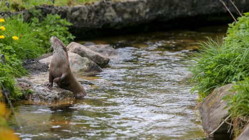 Free An otter stands by the banks of a clear stream in Silkeborg, Denmark, surrounded by lush vegetation. Stock Photo