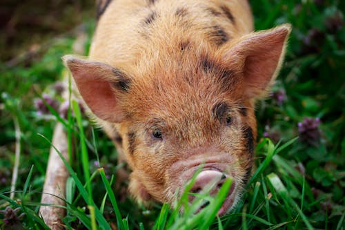 Gratis Fotos de stock gratuitas de adorable, animal de granja, animal domestico Foto de stock
