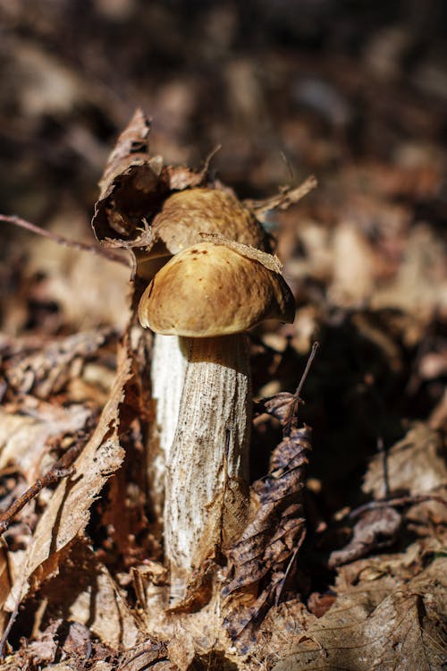 Selective Focus Photo of Two Brown Mushrooms