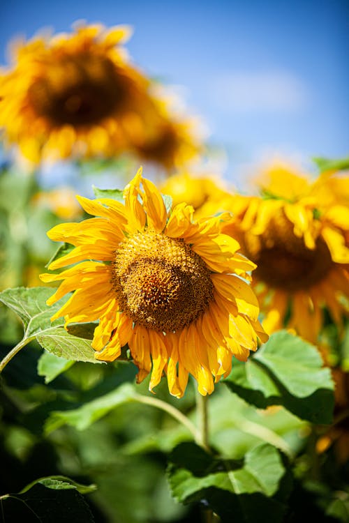 Free A Blooming Sunflower  Stock Photo