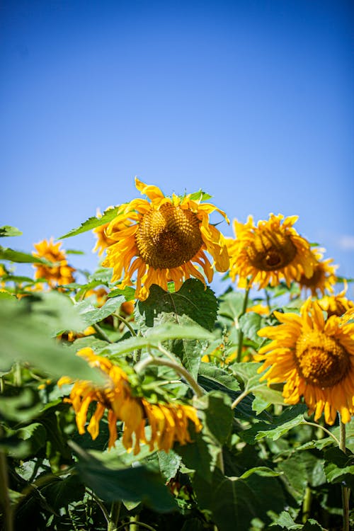 노란 꽃, 맑은 푸른 하늘, 수직 쐈어의 무료 스톡 사진
