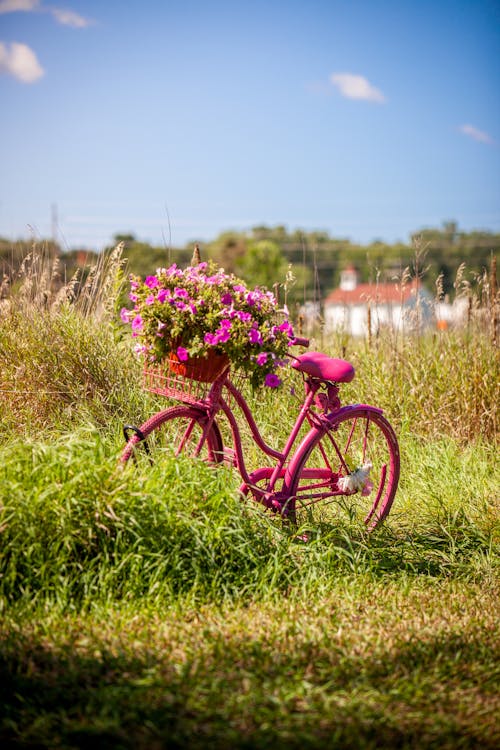 Gratuit Photos gratuites de bicyclette, clairière, fleurs Photos