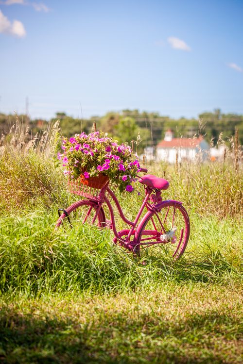 Free A charming pink bicycle with a basket of vibrant flowers in a sunny meadow. Stock Photo