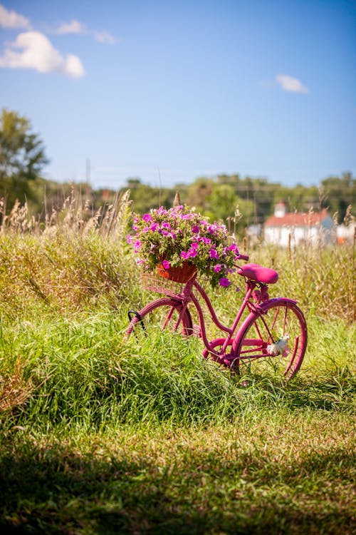 Photo of a Pink Bicycle on Green Grass