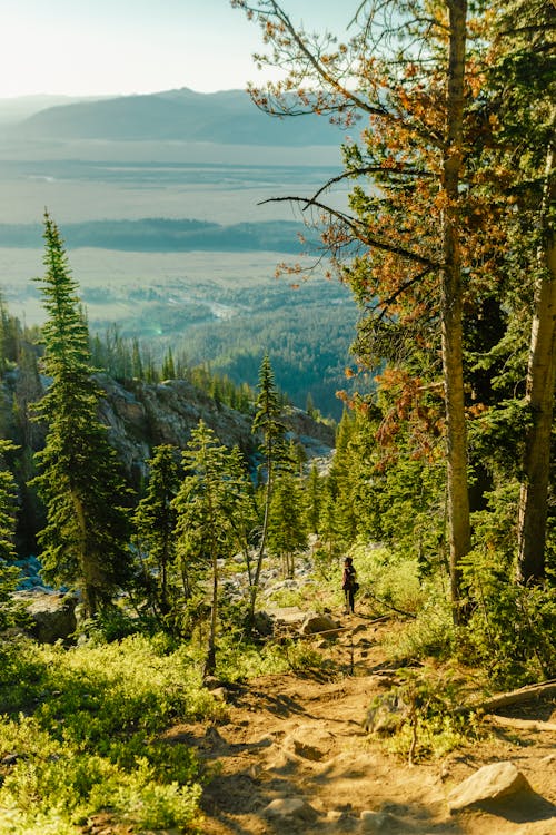 Ücretsiz ağaçlar, dağlar, dikey atış içeren Ücretsiz stok fotoğraf Stok Fotoğraflar