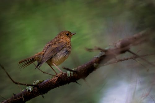 Бесплатное стоковое фото с erithacus rubecula, ветвь, воробьиный