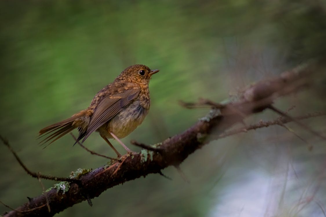 Photo of a Brown European Robin Bird Perched on a Tree Branch