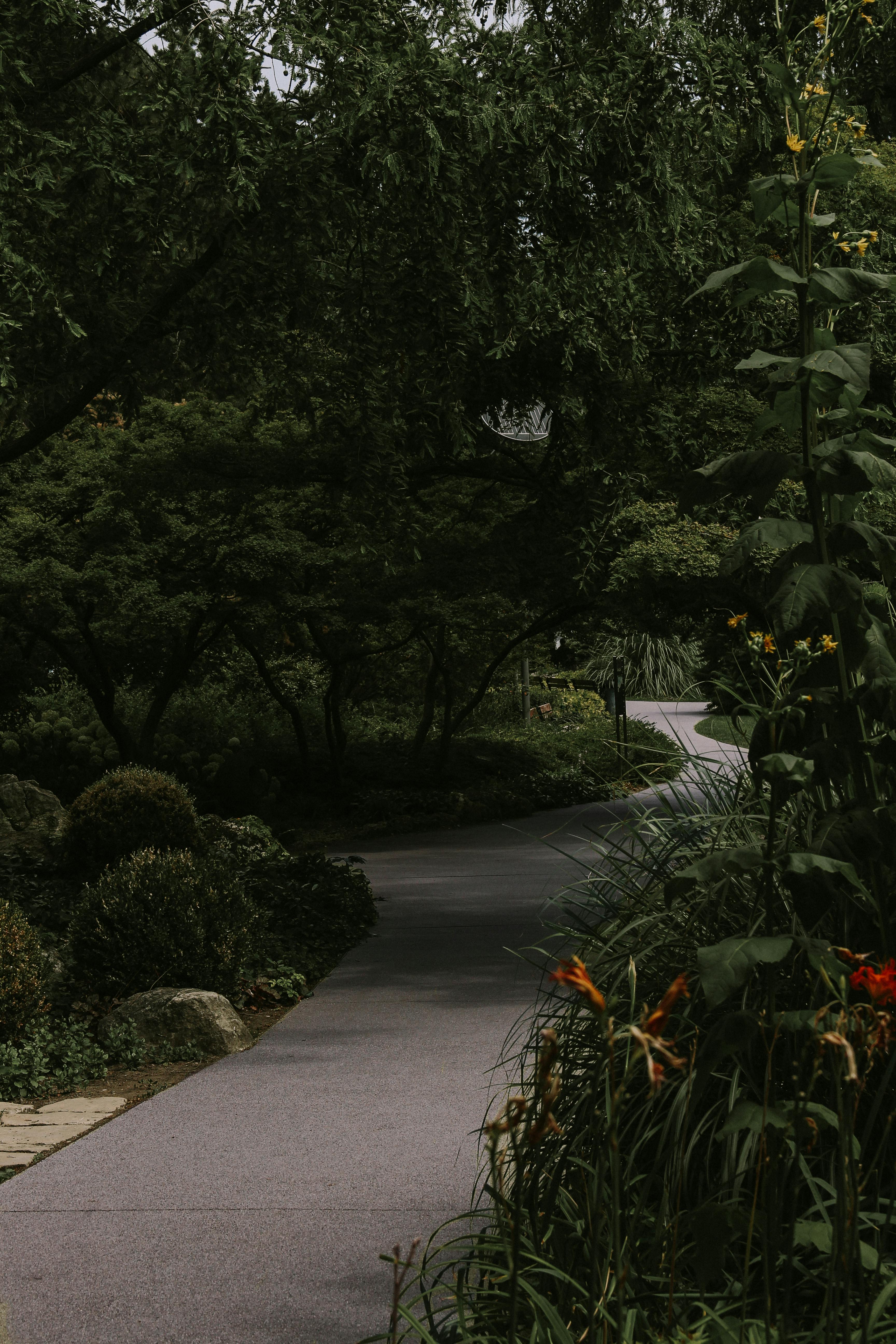 A peaceful pathway through a lush botanical garden with abundant greenery and vibrant flowers.
