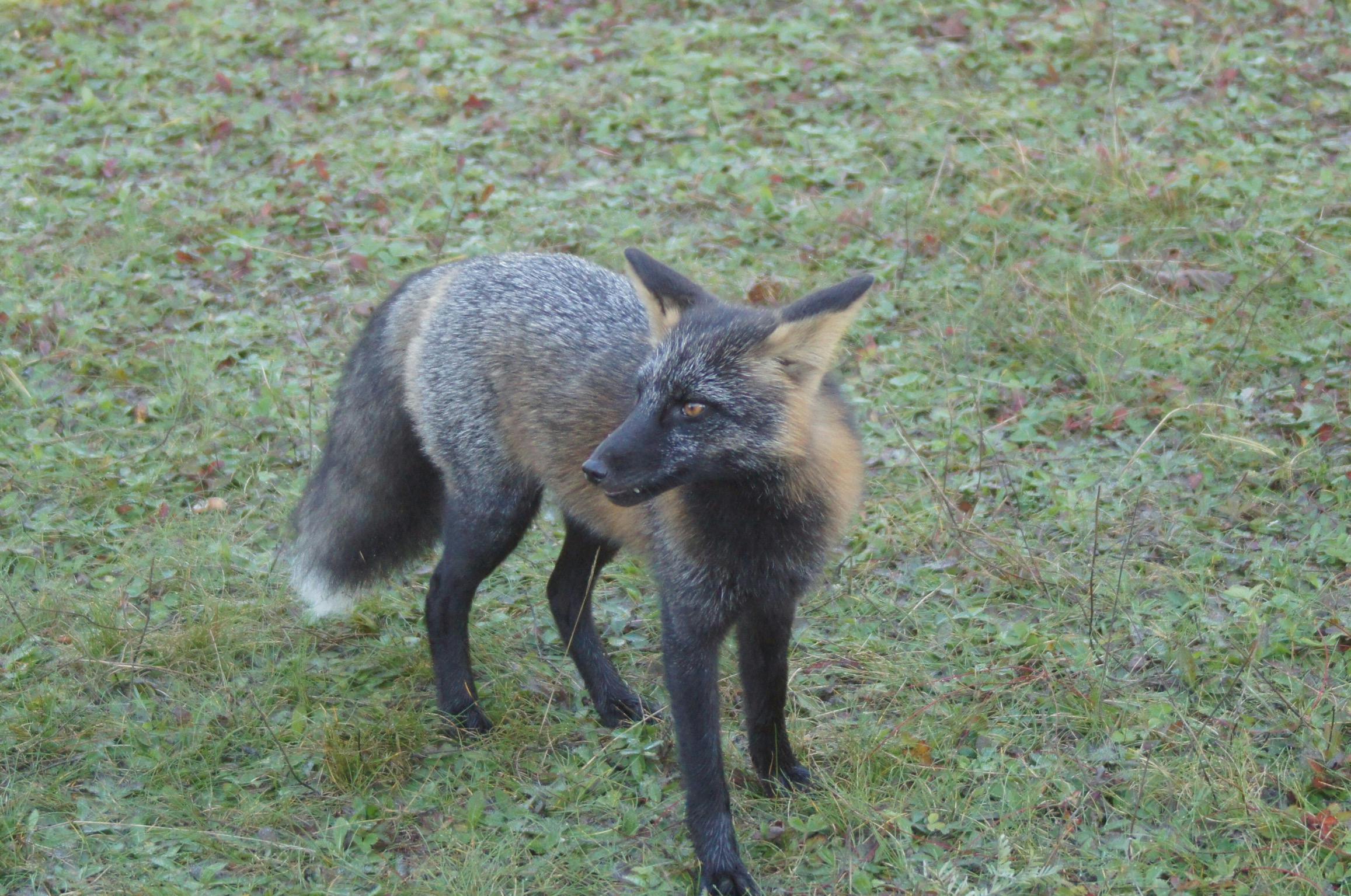 Free stock photo of silver fox