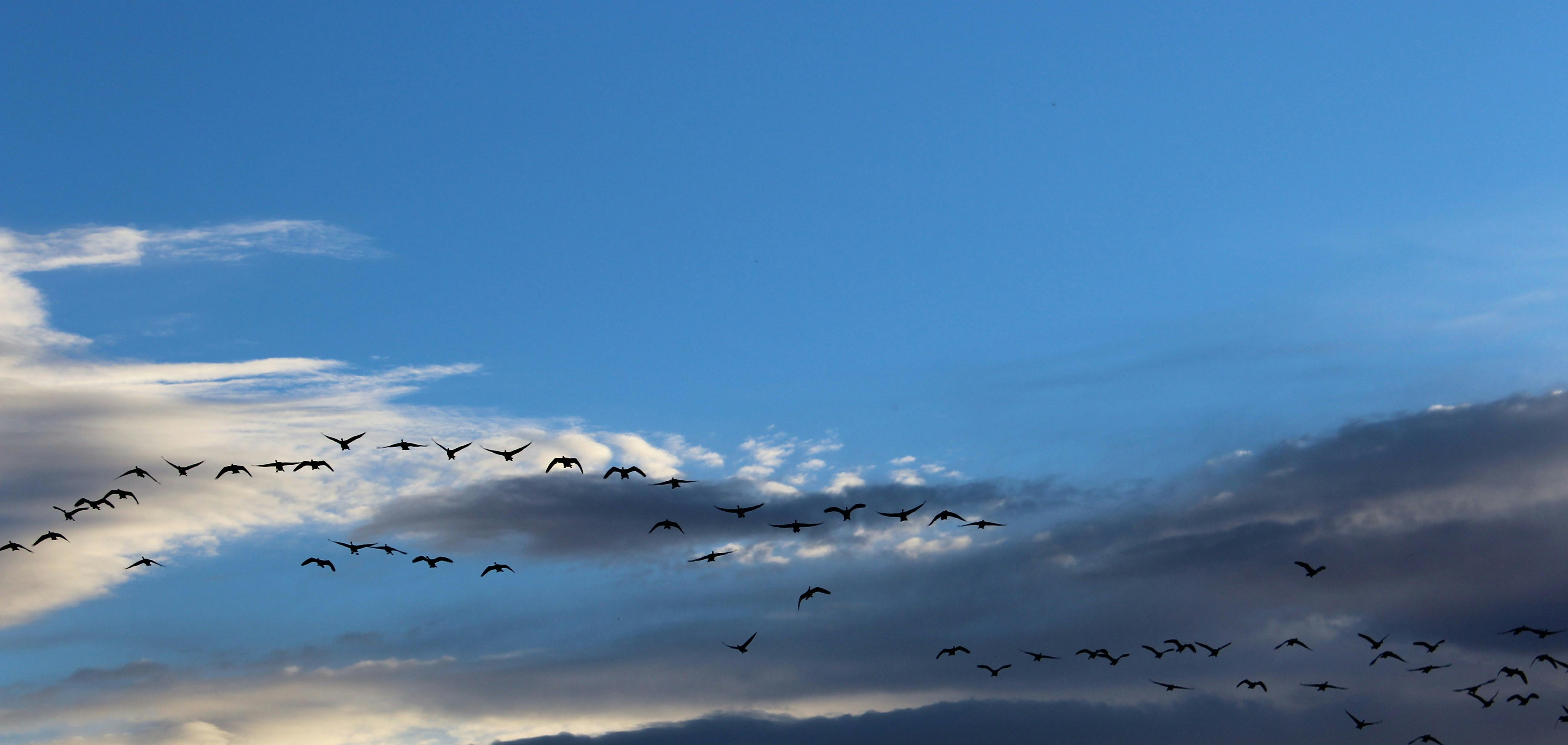 Free stock photo of geese