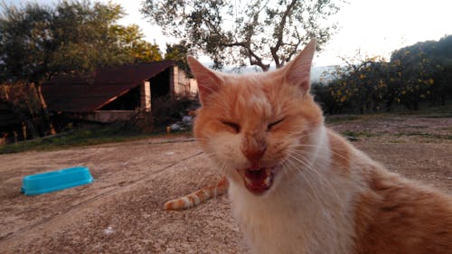Безкоштовне стокове фото на тему «котяча мордочка, сміється кішка»