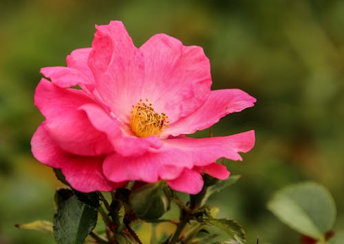 植物群, 特写, 粉红色的玫瑰 的 免费素材图片