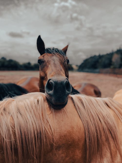 Free Selective Focus Photo of a Brown Horse's Head Stock Photo