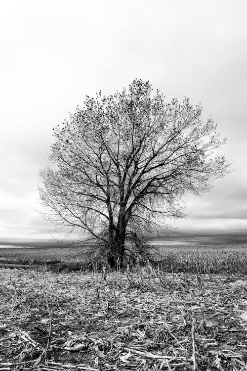 Black and White Photo of a Leafless Tree