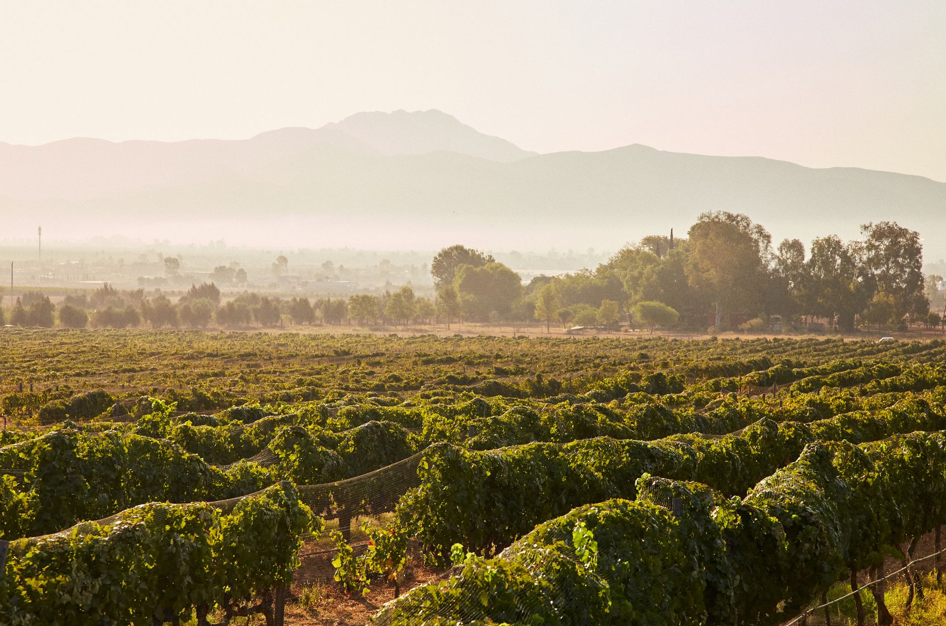Valle de Guadalupe Wine and Food Guide: Mexico's Culinary Oasis