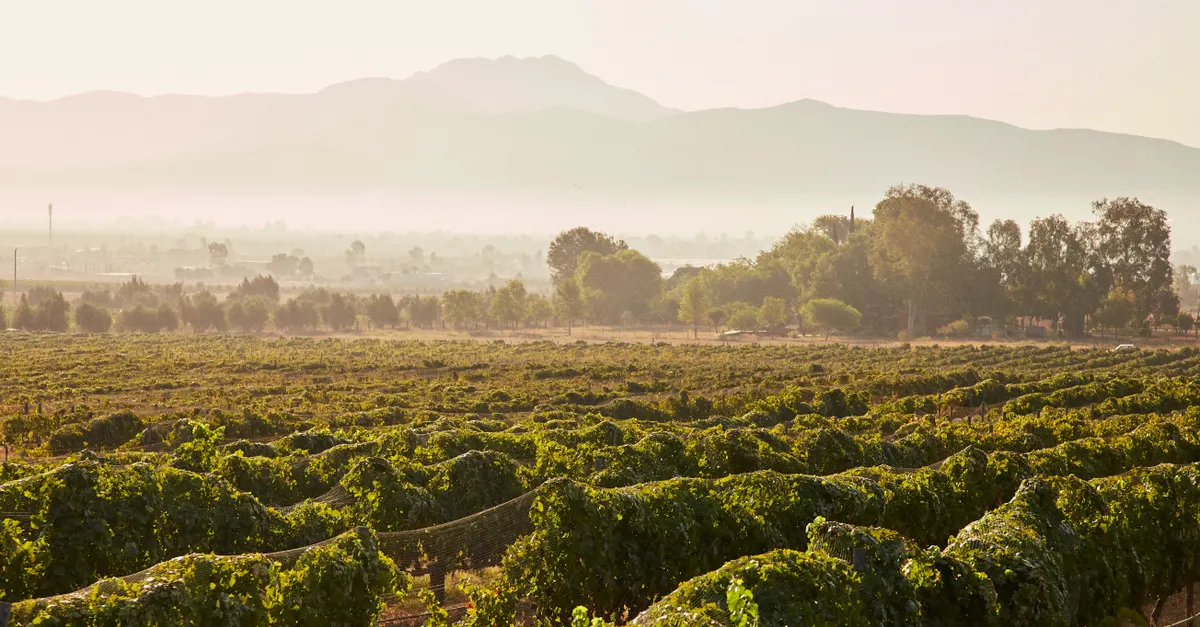Valle de Guadalupe