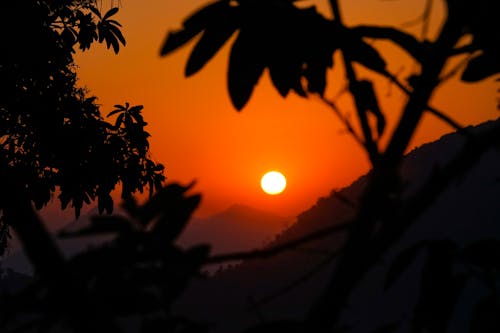 Free stock photo of brances, evening sky, hills