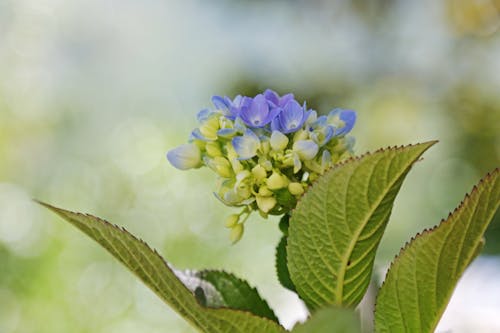 Free stock photo of blue, close-up, depth of field