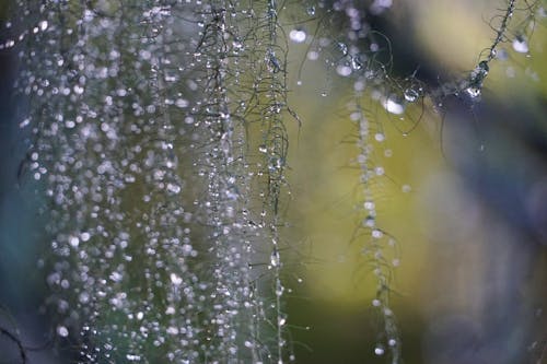 Free stock photo of crystal, depth of field, droplets