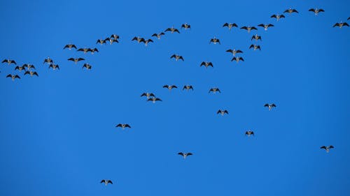 Gratis stockfoto met aviaire, beest, blauwe lucht