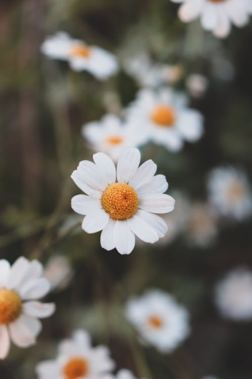 Close Up Photo of Blooming White Daisy