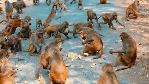Δωρεάν στοκ φωτογραφιών με ζώο, μαϊμούδες, πρωτεύον θηλαστικό Φωτογραφία από στοκ φωτογραφιών